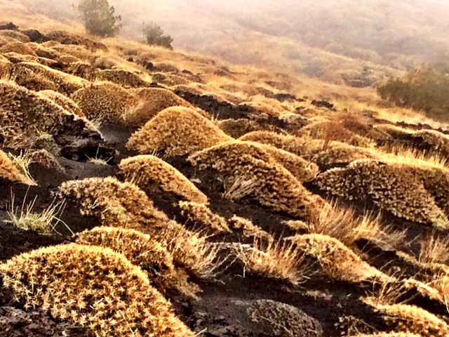 Amarillo & Gris Lava cubierta por pasto seco