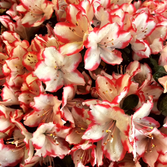 Rosa & Blanco En las recién regadas flores de primavera 